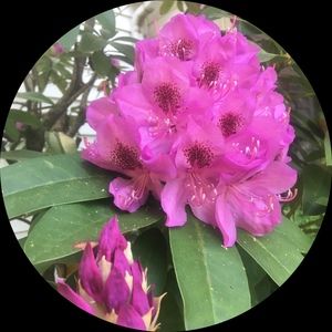 Meet your Posher, Laura